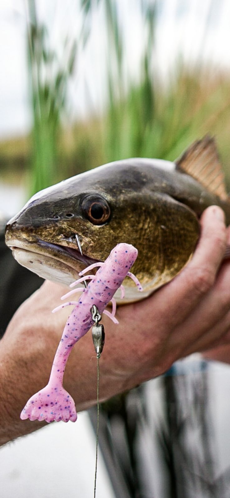 brackish fishing lures Berkley Dime Freshwater Lure, Spray Tan, 1/2oz, Authentic Balsa-Like Action, Equipped with Sharp Fusion19 Hook, Ideal for Bass Fishing The bundles comes complete with a range of crankbaits Fishing Lures Kit Mixed Including